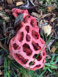 Clathrus ruber image