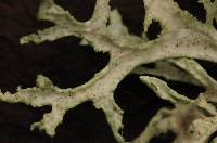 Evernia prunastri image