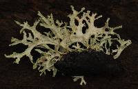 Evernia prunastri image