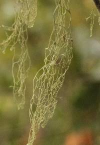 Ramalina menziesii image