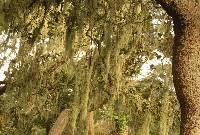 Ramalina menziesii image