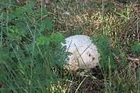 Lycoperdon perlatum image