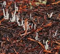 Clavaria fragilis image