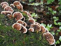 Trametes versicolor image