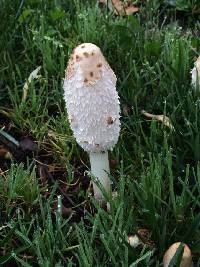 Coprinus comatus image