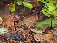 Marasmius plicatulus image