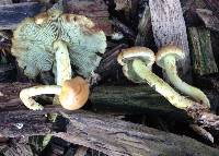 Hypholoma fasciculare image