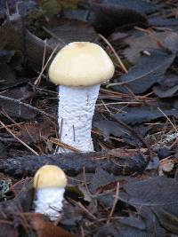 Stropharia ambigua image