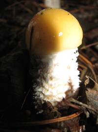 Stropharia ambigua image