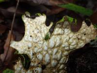 Lobaria pulmonaria image