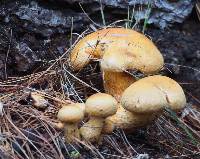 Gymnopilus ventricosus image