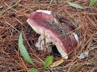 Image of Russula atropurpurea