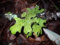 Lobaria pulmonaria image