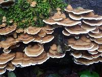 Trametes versicolor image