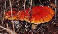 Amanita muscaria subsp. flavivolvata image