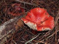 Russula sanguinaria image