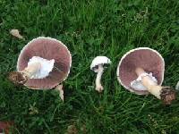 Agaricus campestris image