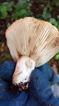 Russula brevipes image