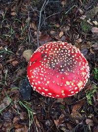 Amanita muscaria image