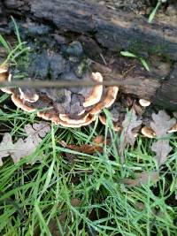 Trametes versicolor image