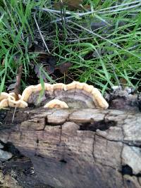 Trametes versicolor image