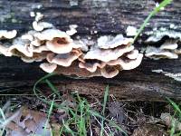 Trametes versicolor image