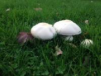 Agaricus campestris image