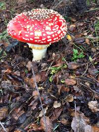 Amanita muscaria image