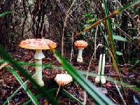 Amanita muscaria image