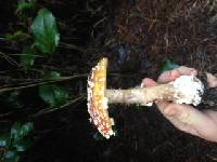 Amanita muscaria image