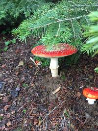 Amanita muscaria image