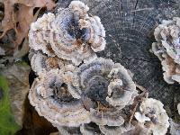 Trametes versicolor image