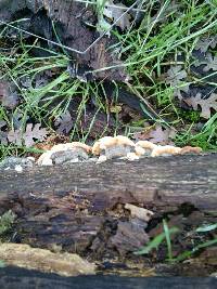 Trametes versicolor image