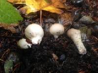 Lycoperdon pyriforme image