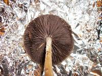 Stropharia ambigua image