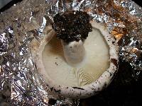 Russula brevipes image