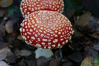 Amanita muscaria image