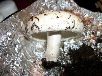 Russula brevipes image