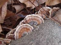 Trametes versicolor image