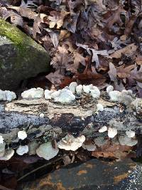 Trametes versicolor image