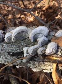 Trametes versicolor image