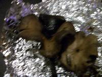 Psilocybe cyanescens image