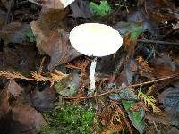 Stropharia ambigua image