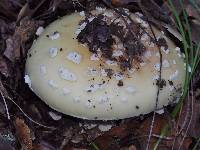 Amanita gemmata image