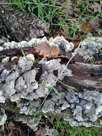 Trametes versicolor image