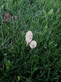 Coprinus comatus image