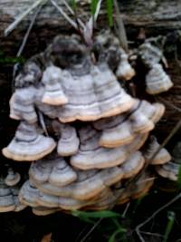 Trametes versicolor image