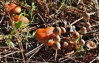 Lactarius rufulus image