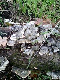Trametes versicolor image