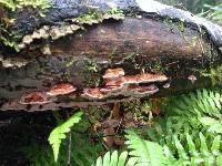 Fomitopsis cajanderi image